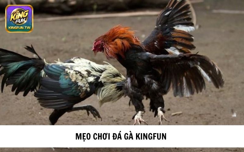 Mẹo chơi Đá gà tại KINGFUN 